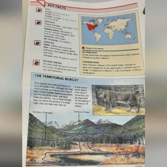 Vintage 1990 WILDLIFE FACT FILE Animal Binder 11 Dividers 260+ Cards Homeschool - Picture 8 of 10